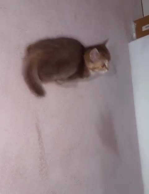 British Shorthair cats for sale: BSH + Persian Kittens - Video 2