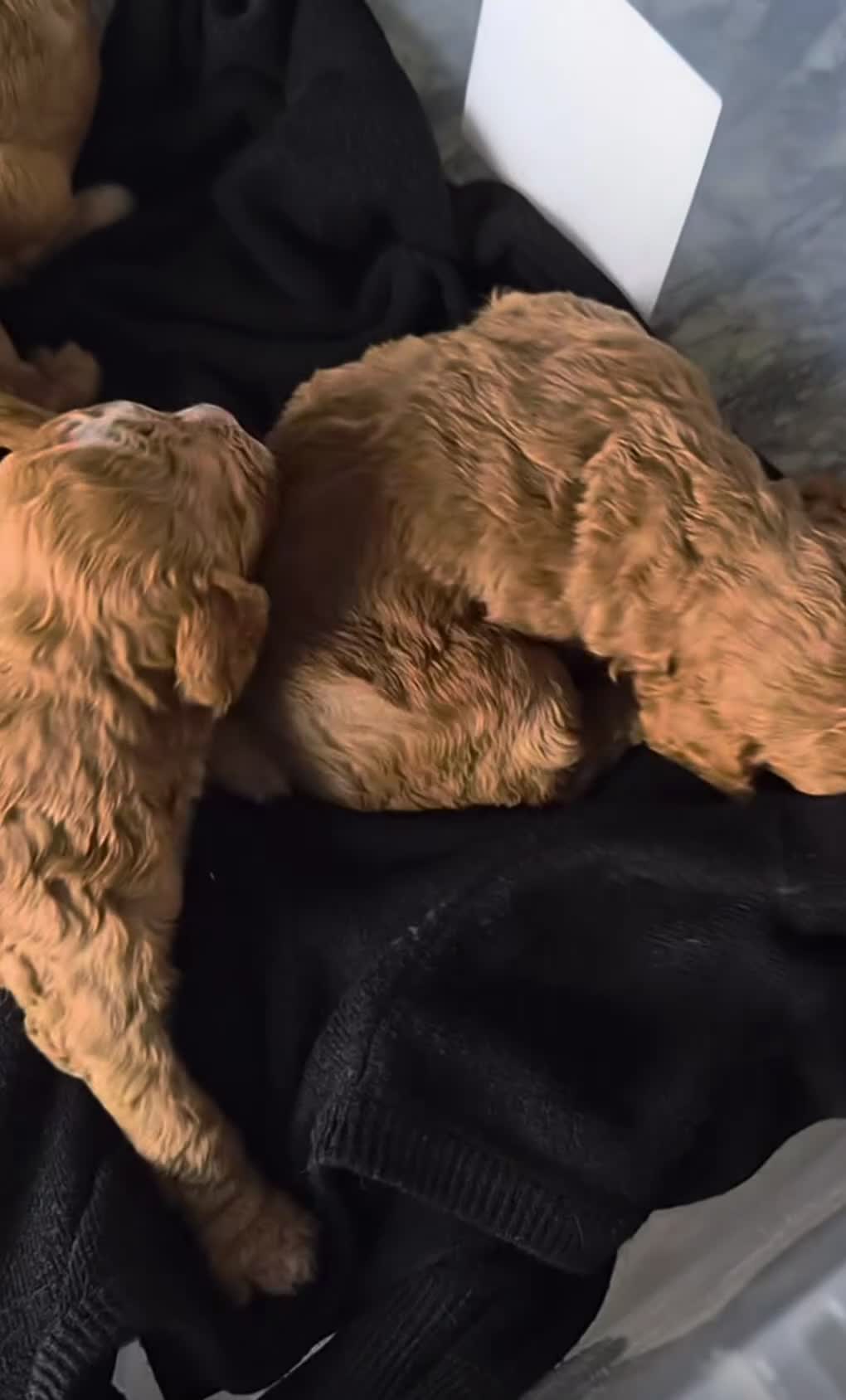 Cockapoo dogs for sale: 5 F1b beautiful cockapoo’s in Wigan - Video 1