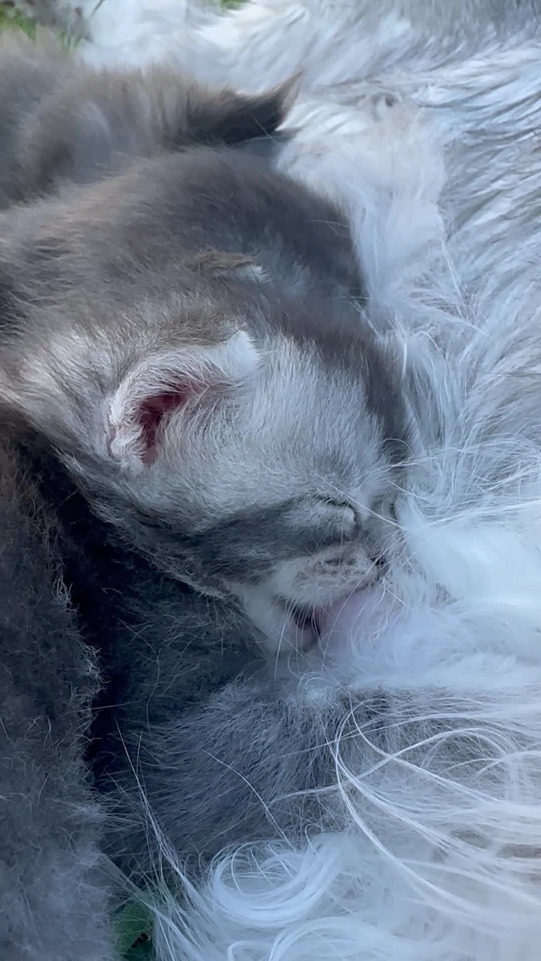 Maine Coon cats for sale: Maine Coon kittens in Boston - Video 1