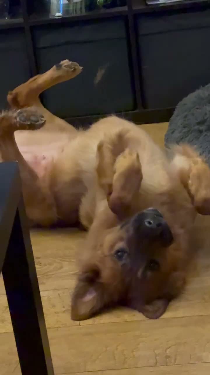 Golden Shepherd dogs for sale: Golden Shepherd - Video 1