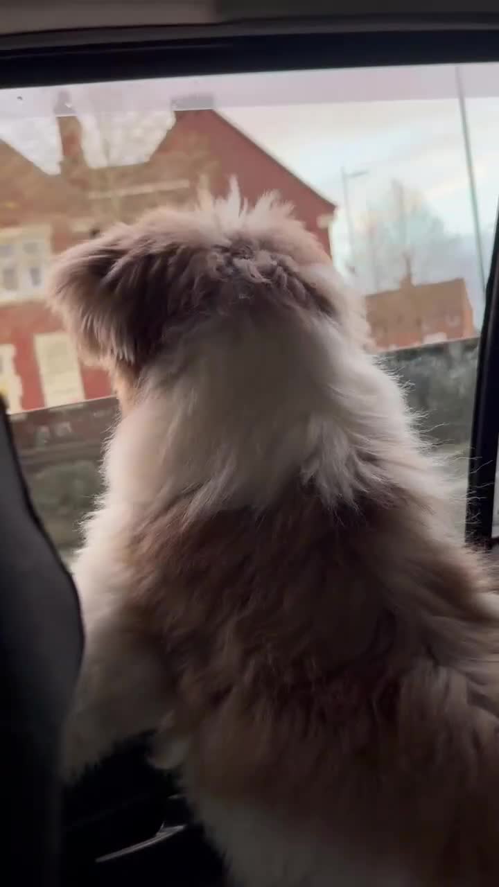 Shihpoo dogs for sale: Very cute Shihpoo - Video 1