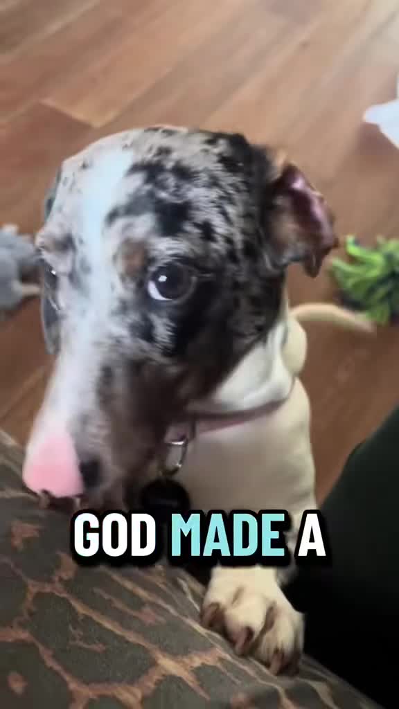 Miniature Dachshund dogs for sale: 1 year old KC brindle miniature dachshund  - Video 2