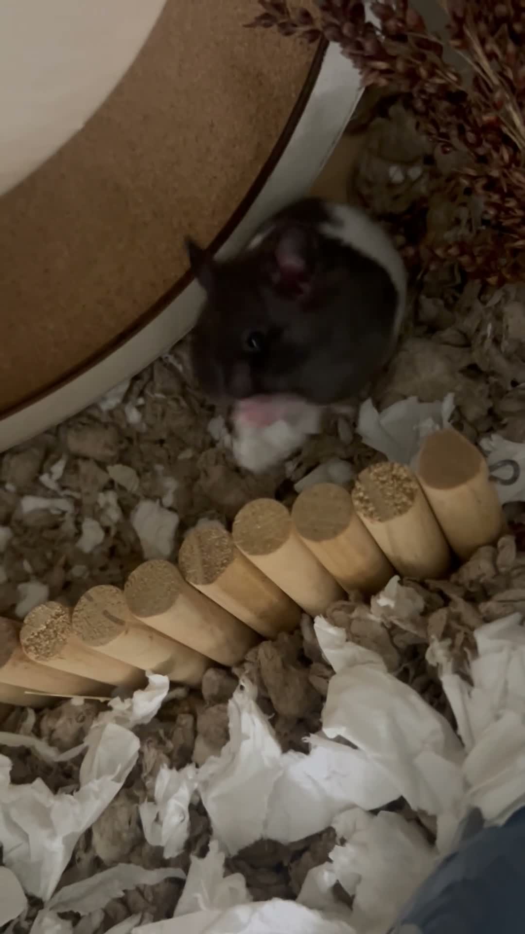 Hamster rodents for sale: MALE SYRIAN HAMSTER (WITH ENCLOSURE) - Video 5