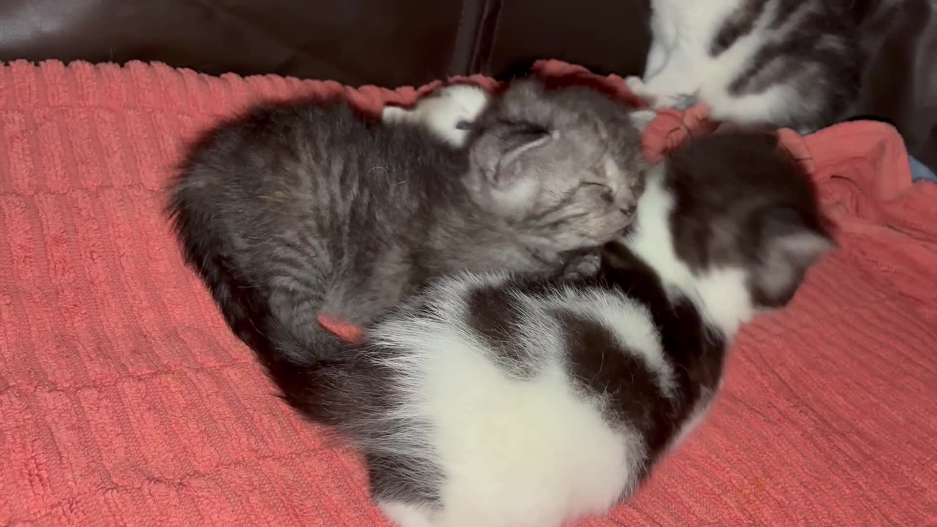 British Shorthair cats for sale: Sweet British Shorthair X Kittens - Video 2