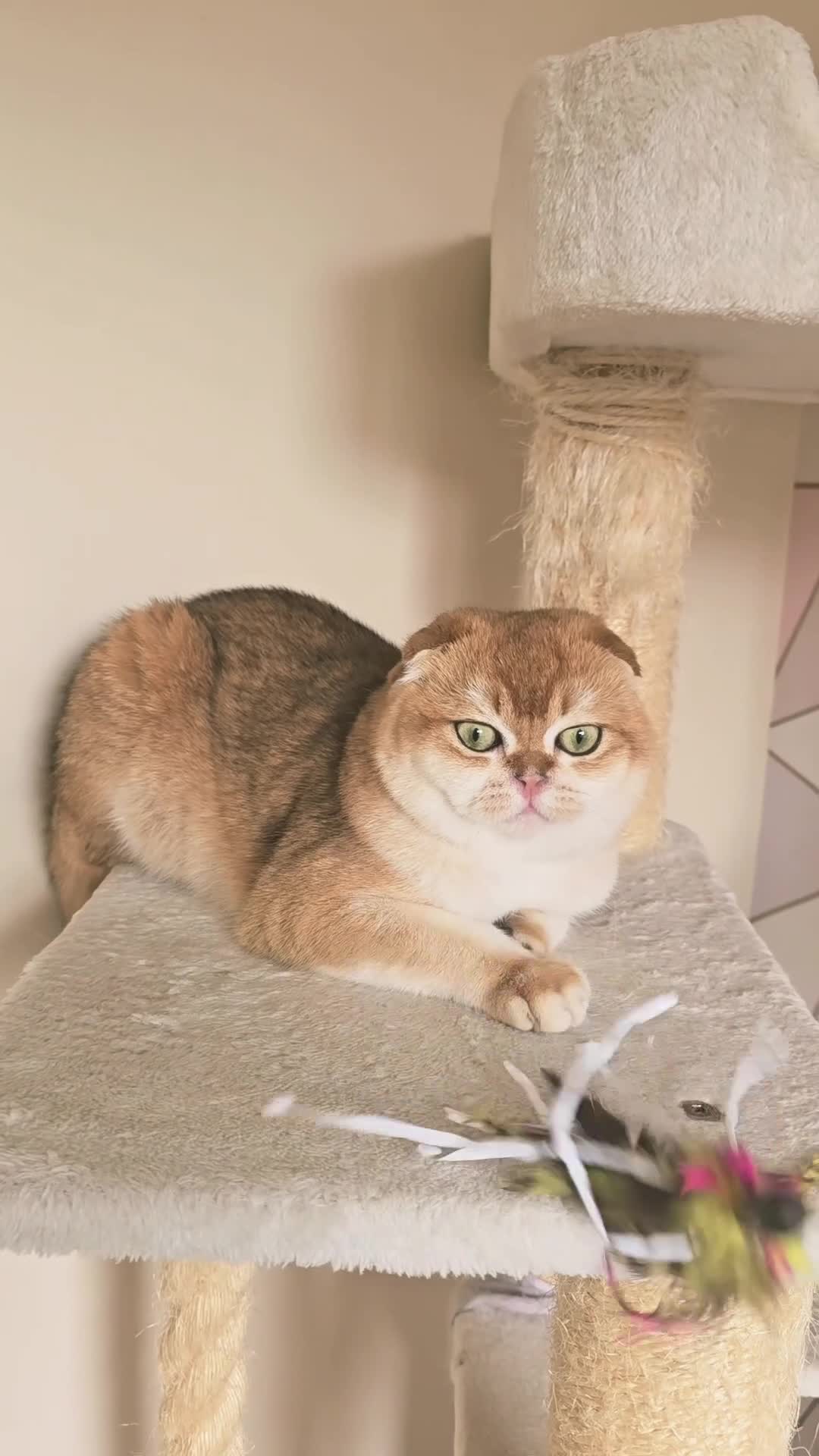 Scottish Fold cats for stud: 💙Looking for a Queen for Our Gentle PORSCHE 💙 - Video 1