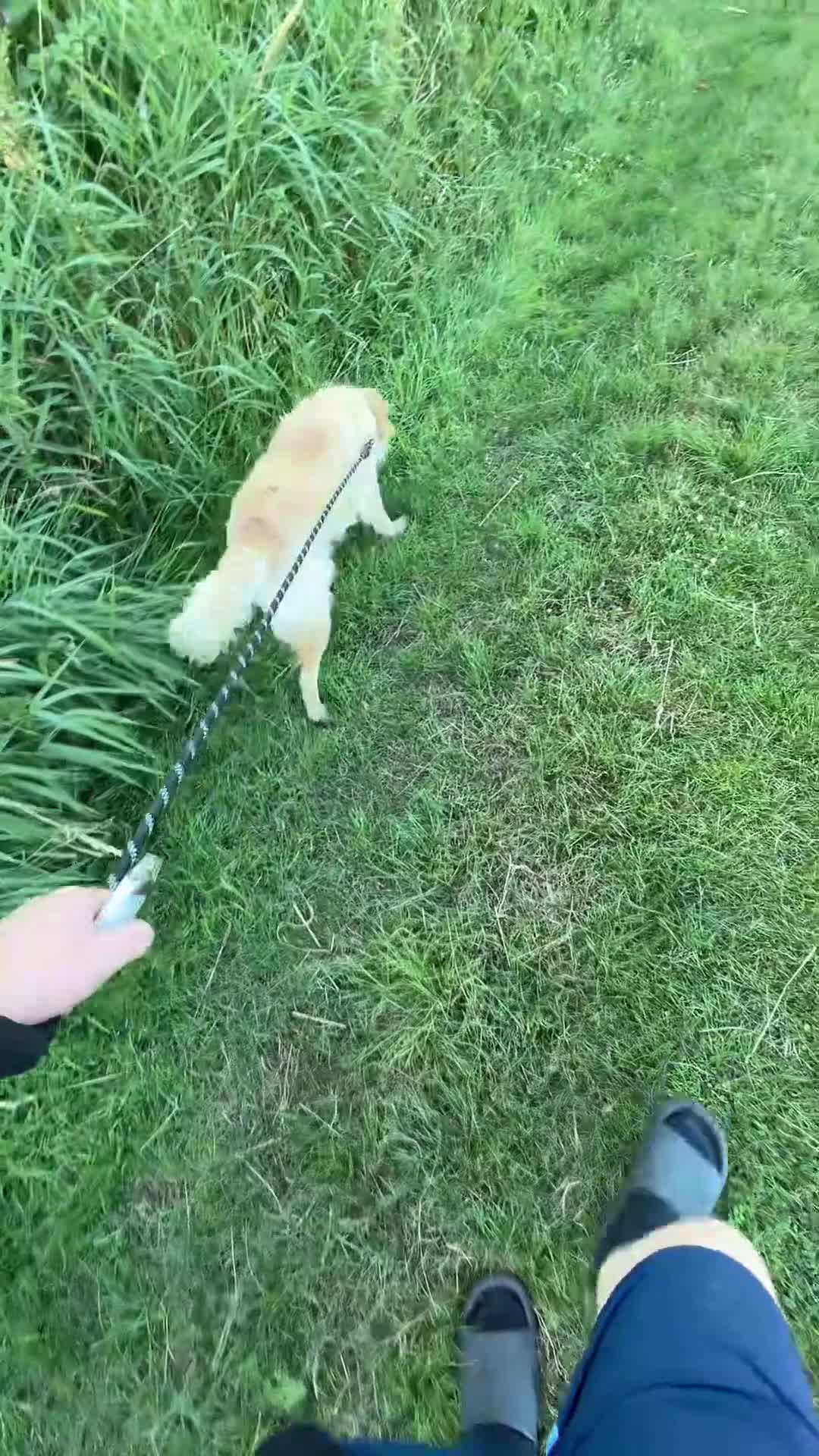 Golden Retriever dogs for stud: Yellow  in Wigan - Video 1