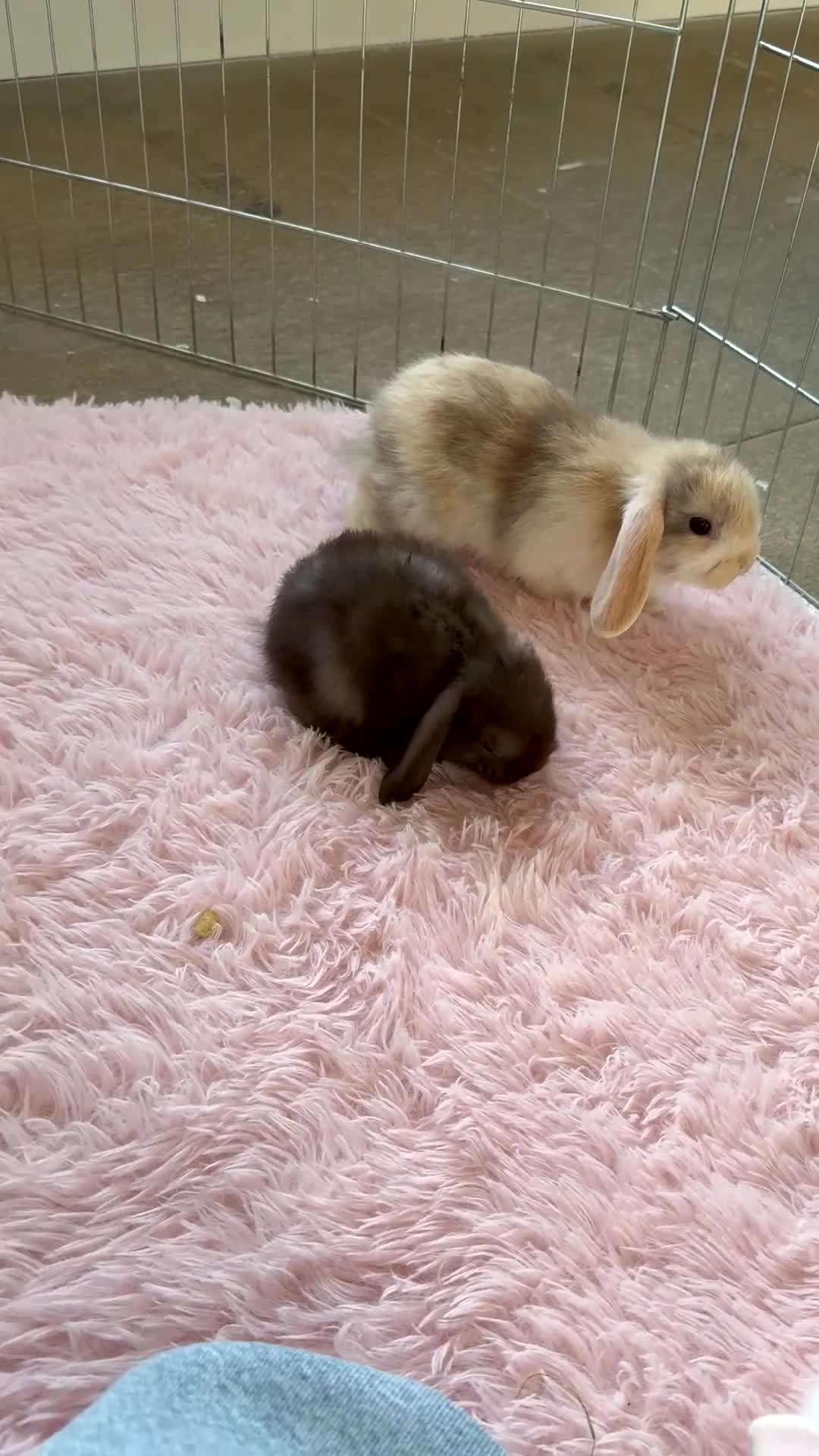Mini Lop rabbits for sale: Friendly mini lop babies ready 14 August - Video 1