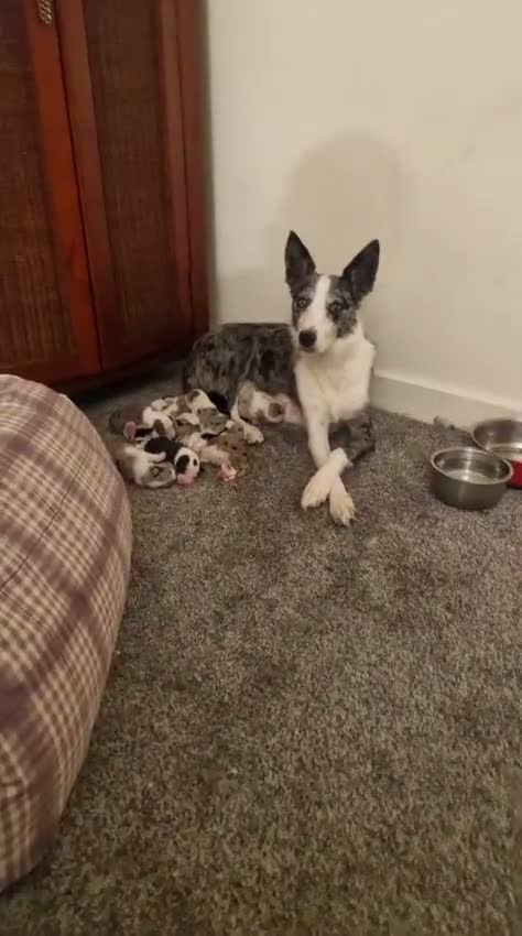Border Collie dogs for sale: 10 Border Collie pups - Video 2