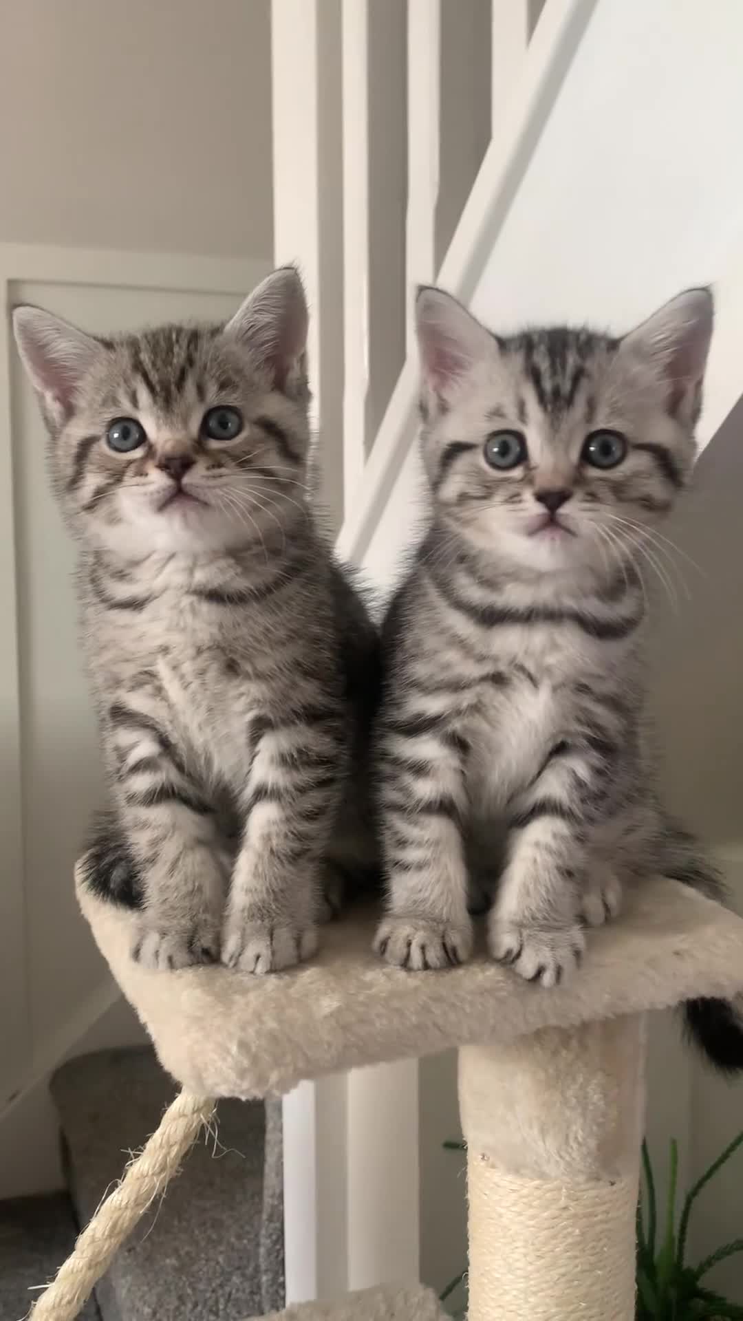 British Shorthair cats for sale: **one girl left!*Beautiful silver spotted  tabbies - Video 1