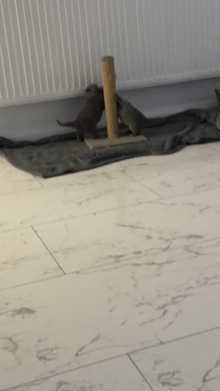 British Shorthair cats for sale: British short hairs  - Video 1