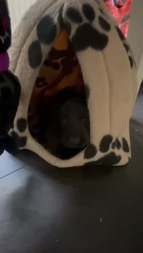 Cocker Spaniel dogs for sale: Working Cocker Spaniels - Video 3