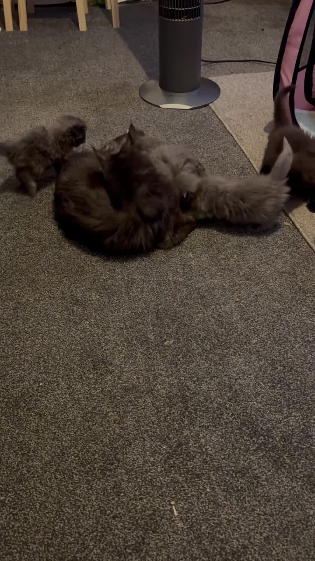 Maine Coon cats for sale: Registered TICA Blue Smoke Maine Coon Kittens - Video 1