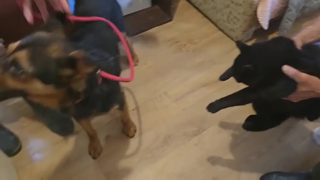 German Shepherd dogs for adoption: RICO  - Video 1