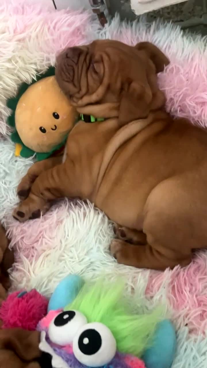Dogue De Bordeaux dogs for sale: 2 BITCHES!LEFTFULL PEDIGREE 🦁 dogue de Bordeaux  - Video 1