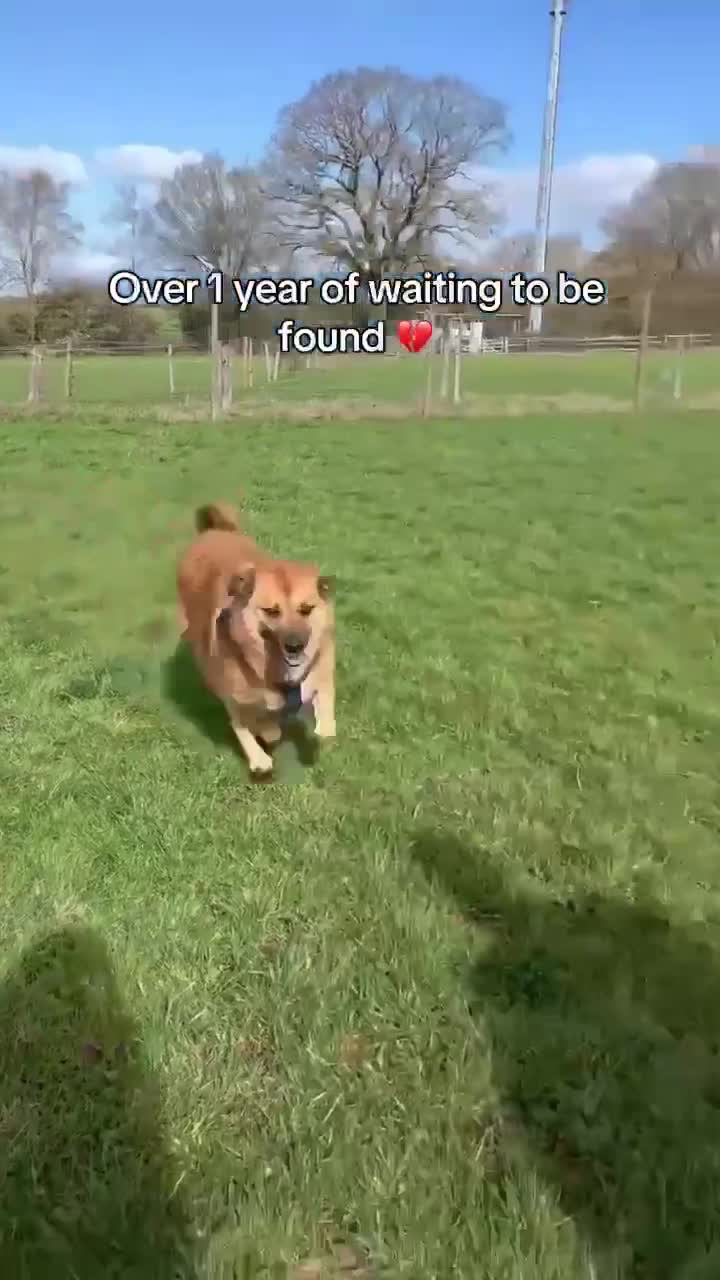 Mixed Breed dogs for adoption: Aladdin needs a loving home - Video 3