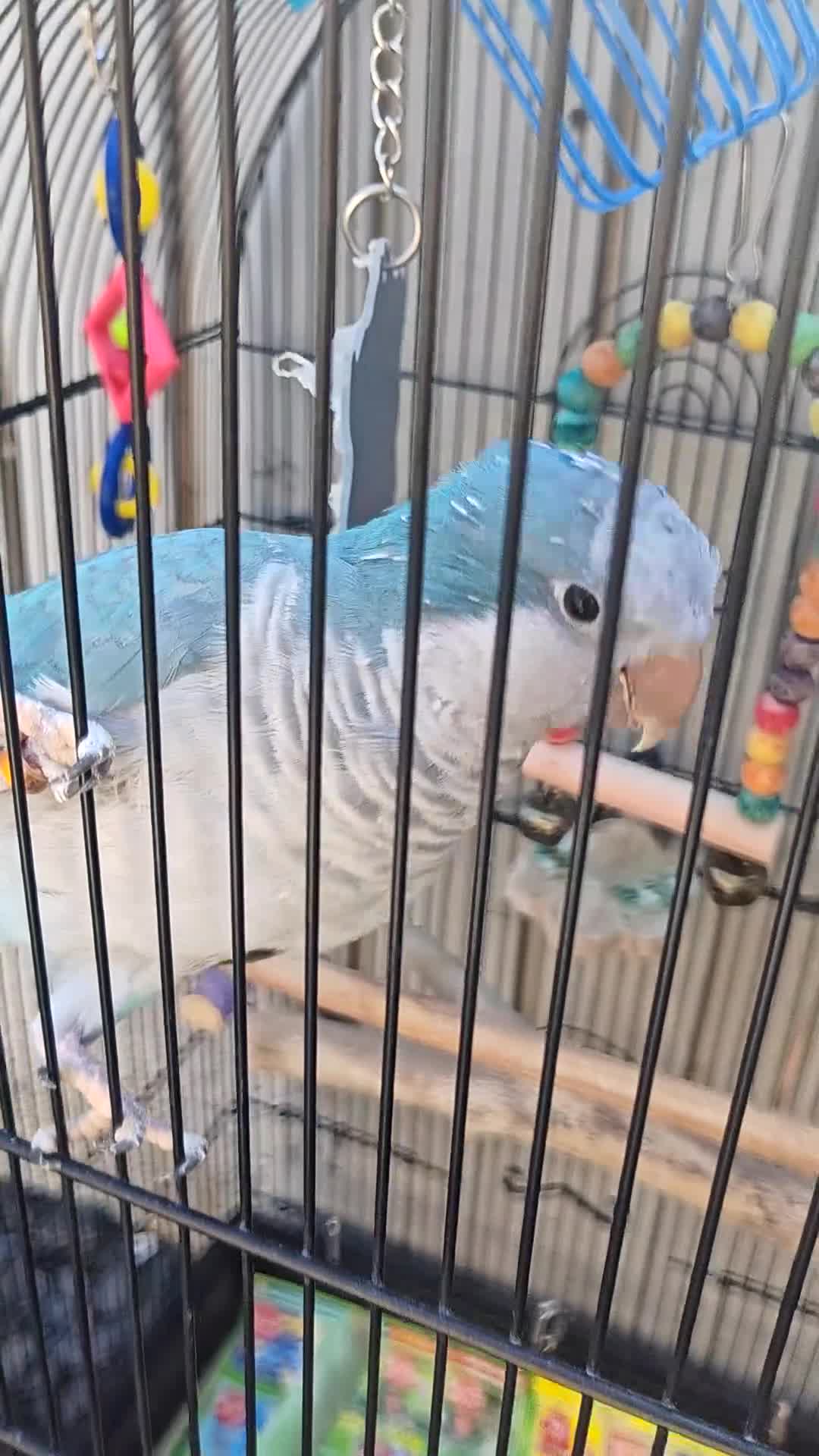 Parrots birds for sale: Blue quaker parrot - Video 1