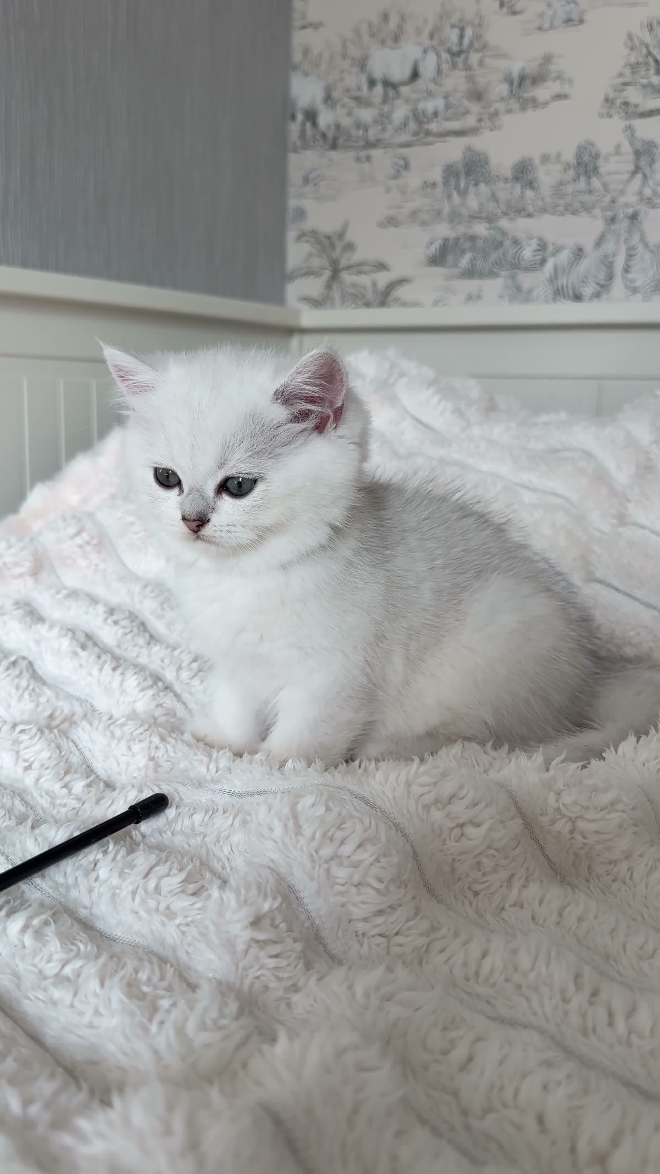 British Shorthair cats for sale: Exceptional Pedigree Silver British shorthairs 🩶 - Video 2
