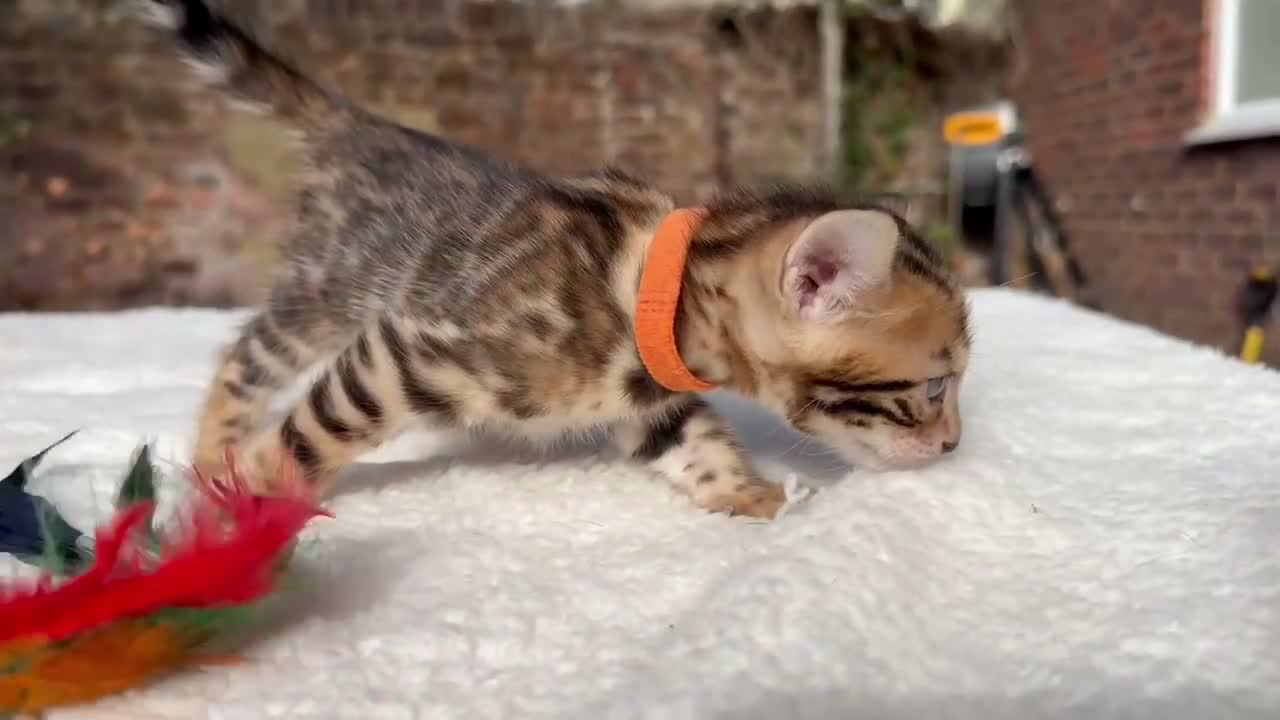 Bengal cats for sale: 3 BENGAL KITTENS - HEALTH/GENETIC TESTED  - Video 2