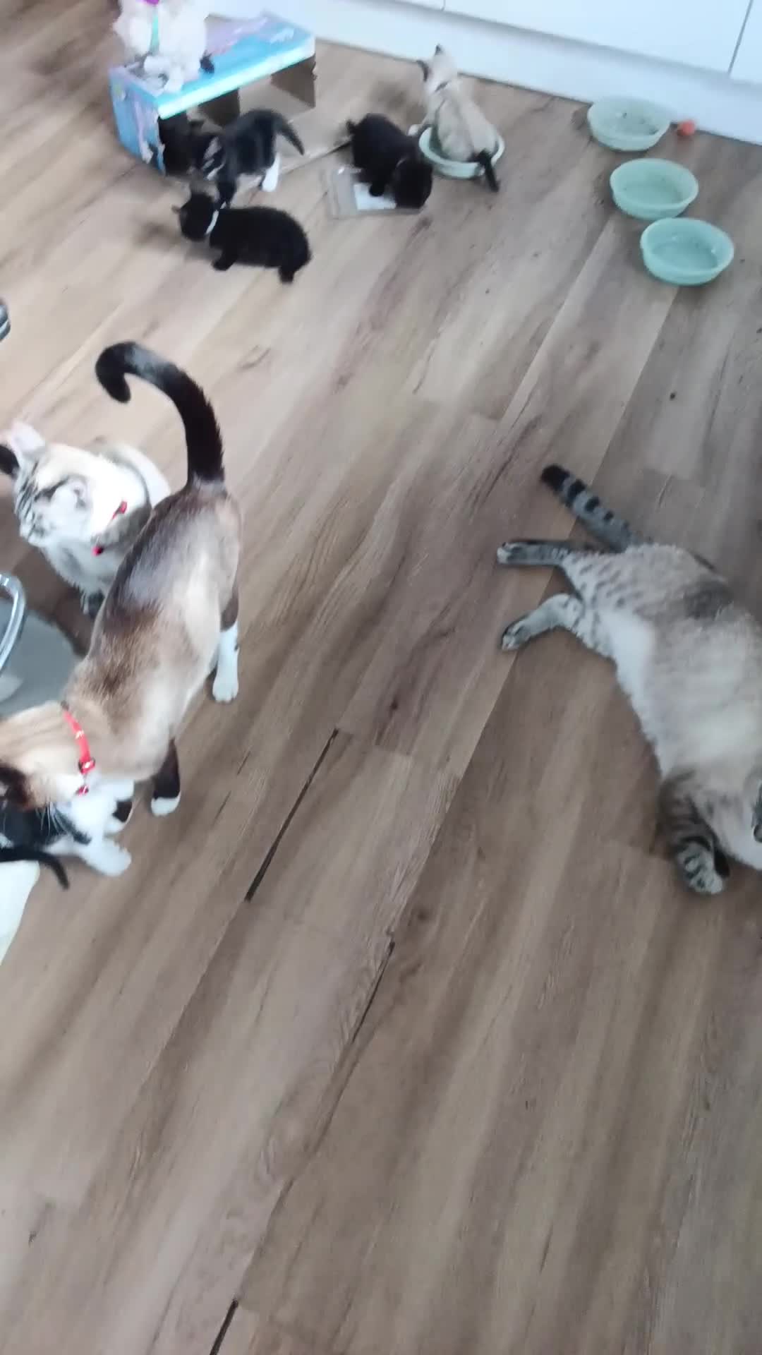 Mixed Breed cats for sale: House kittens  - Video 1
