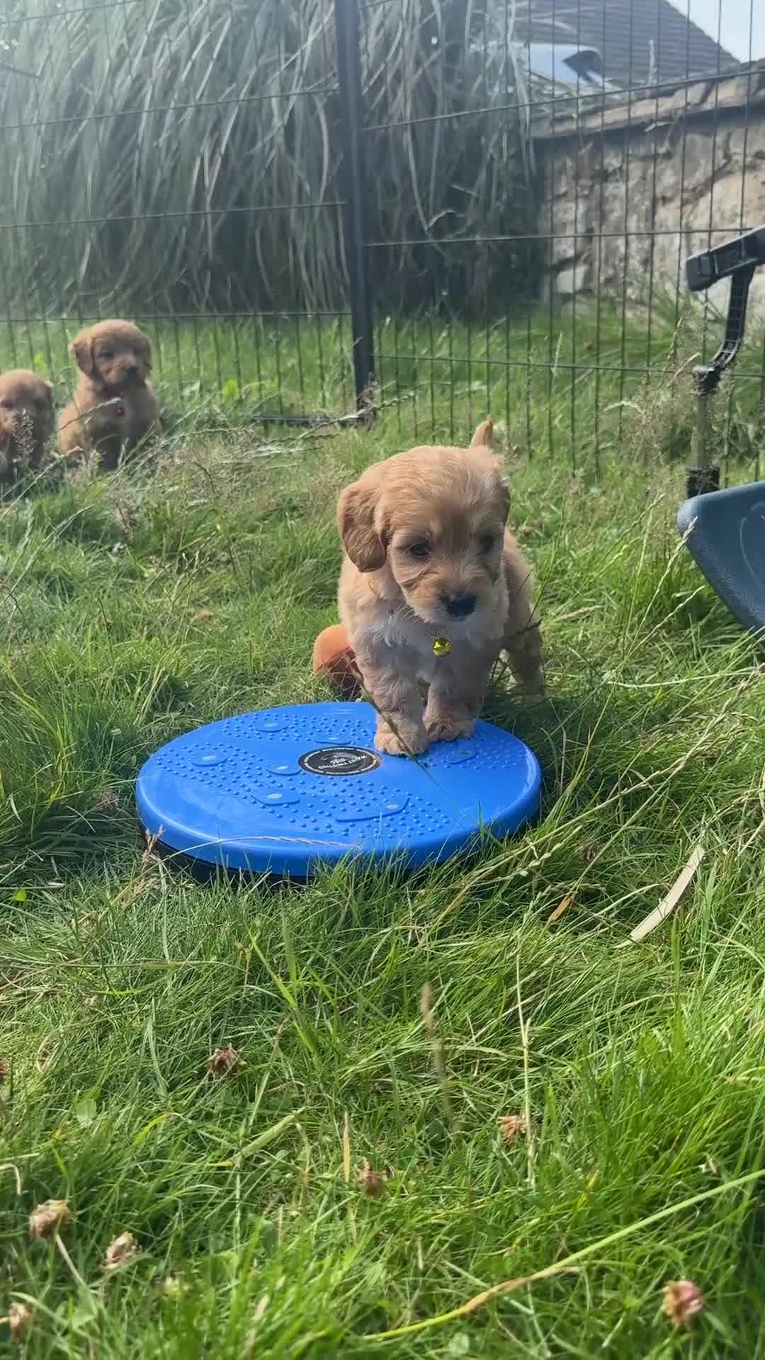 Cavapoo dogs for sale: Beautiful Red Toy Cavapoo Puppies - Video 1
