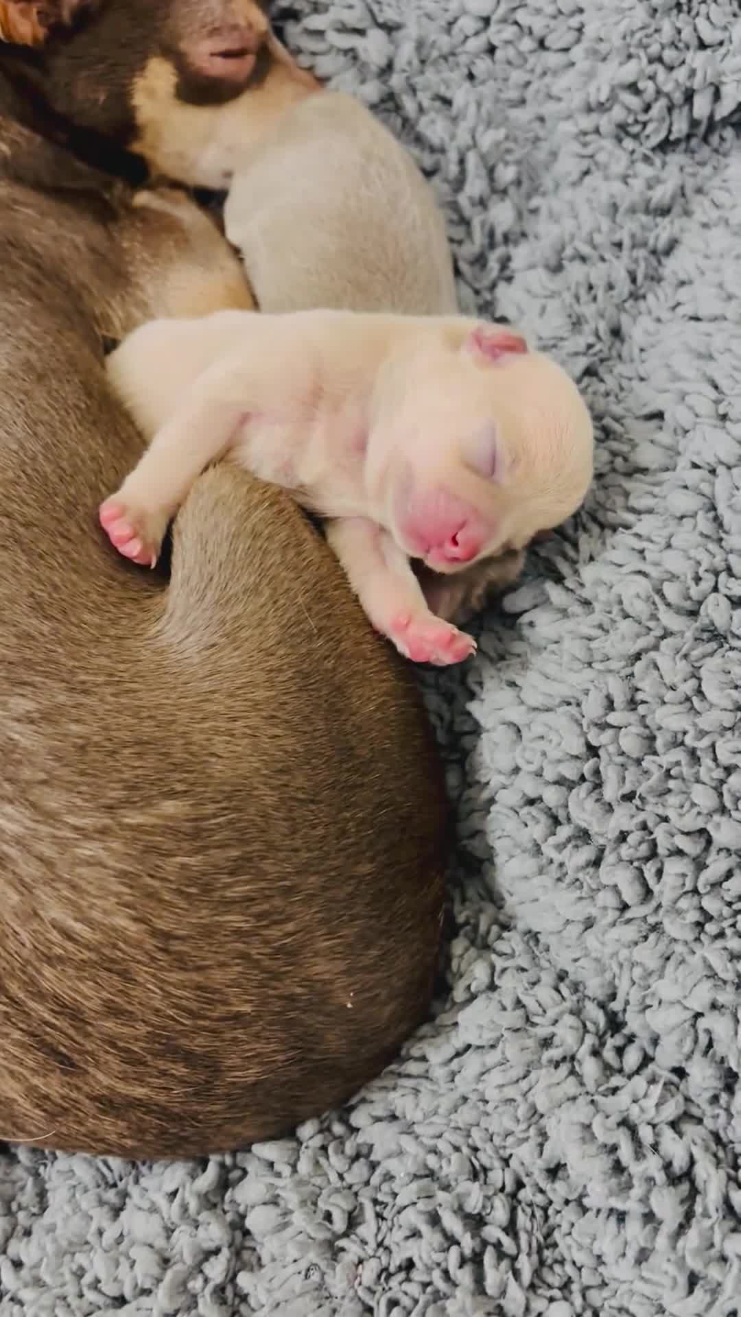 Chihuahua dogs for sale: Stunning Chihuahua Puppies!!  - Video 3