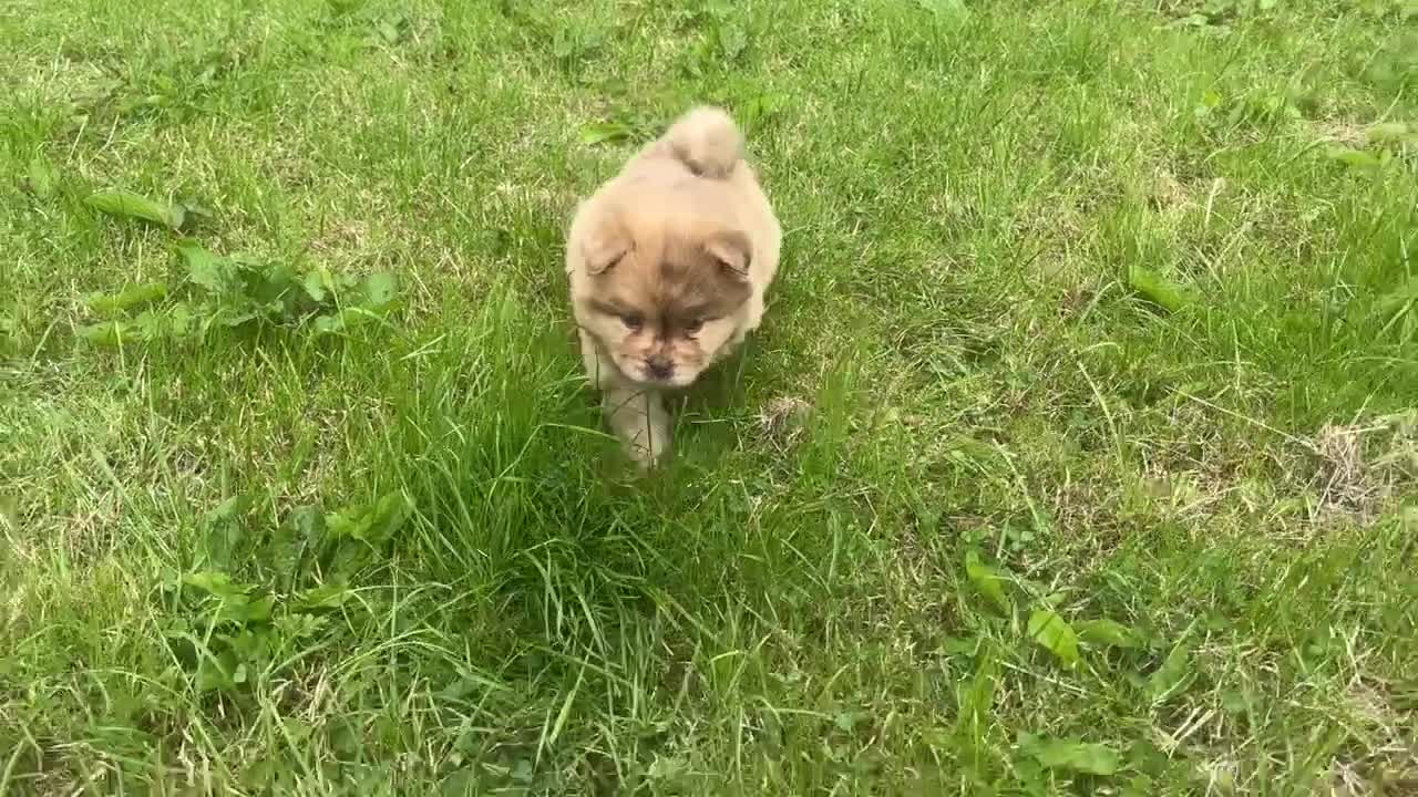 Siberian Husky dogs for sale: Stunning exotic colour chowsky puppies for sale - Video 5