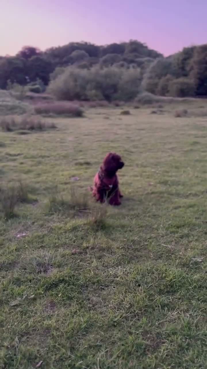 Cocker Spaniel dogs for sale: Cocker spaniel She’s now 5 years old  - Video 1