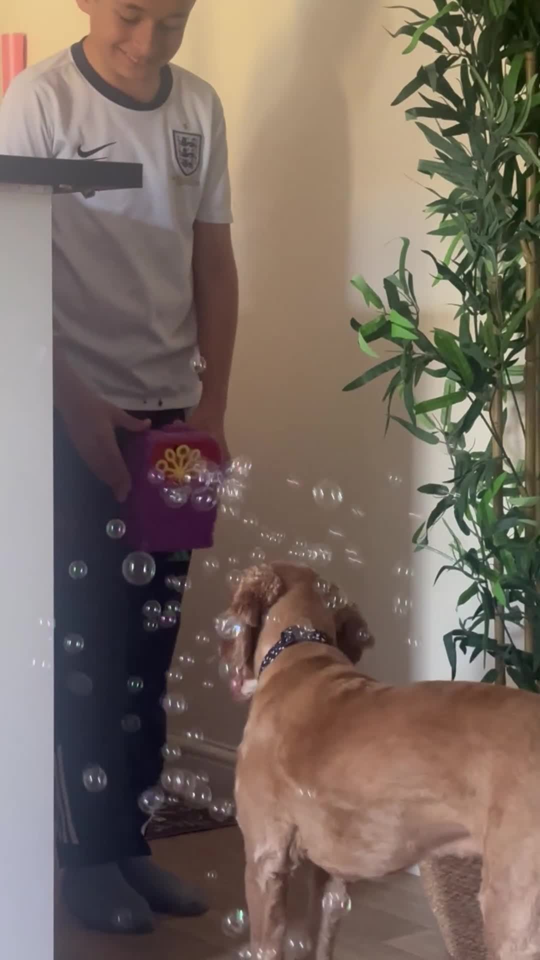 Cockapoo dogs for sale: 1 year Male cockapoo needing loving home  - Video 1