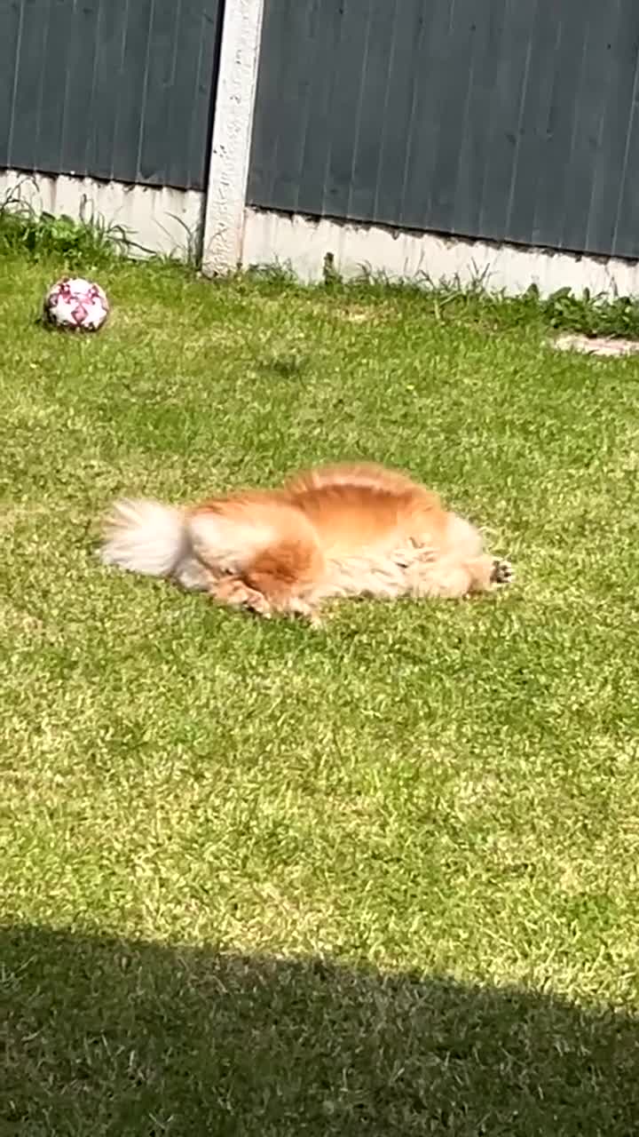 Chow Chow dogs for sale: Chow chow  in Heywood - Video 1
