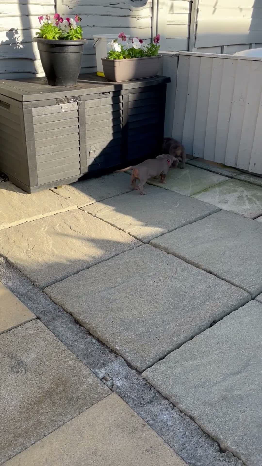 Dachshund dogs for sale: Miniature isabella and tan dachshunds £900-£1100 - Video 1