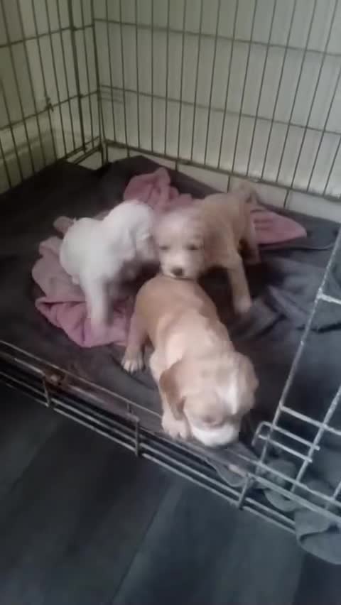 Cocker Spaniel dogs for sale: Full pedigree cocker spaniels  in Halifax - Video 1