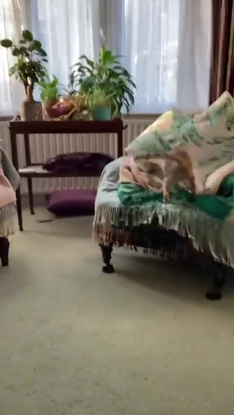 Mixed Breed cats for adoption: PUDDING- FUN GIRL THAT LIVES ENTERTAINING HER MUM - Video 1