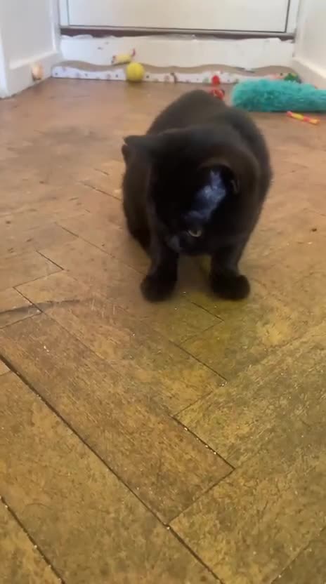 British Shorthair cats for sale: GCCF Black British Shorthair Kittens - Video 4