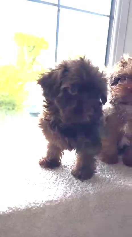 Shihpoo dogs for sale: Chocolate shihpoo’s  - Video 1