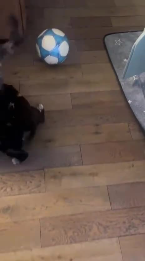 Sproodle dogs for sale: 💝💙DNA tested healthy 2 Sproodle Puppies Left  🏡 - Video 4