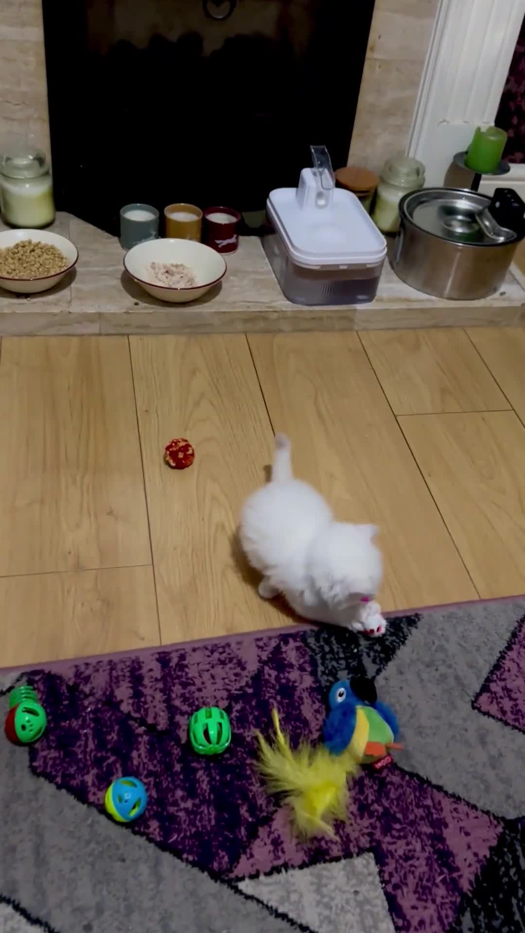 Ragdoll cats for sale: Gorgeous Litter of ragdolls ready 10/10/25 - Video 2