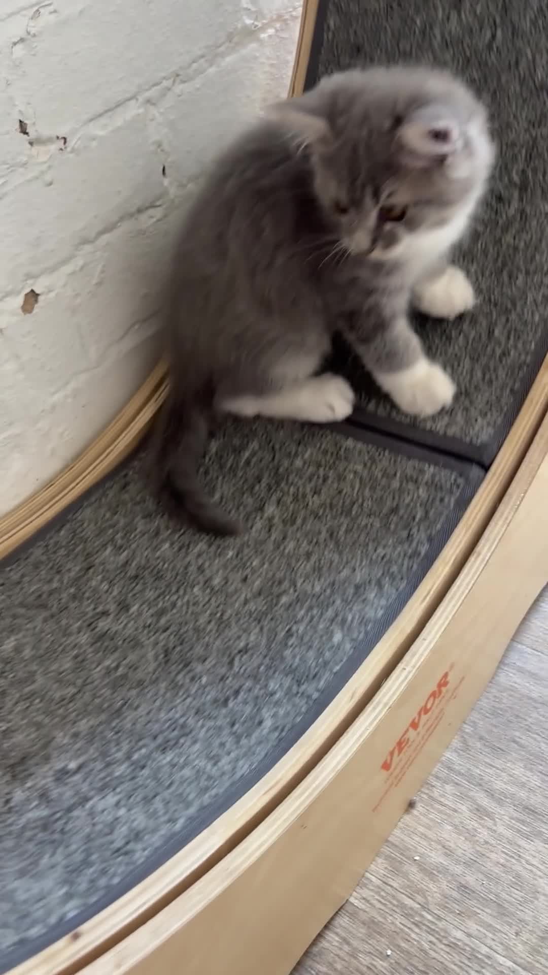 British Longhair cats for sale: Blue & White British Longhair Kitten 🐾  - Video 1