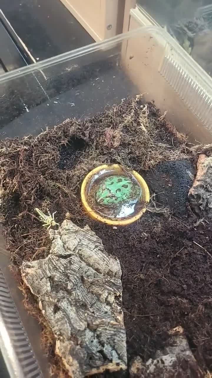 Frog reptiles for sale: Peppermint pacman frog in Coalville - Video 1