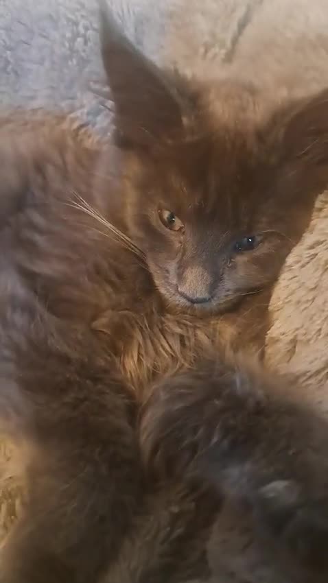 Maine Coon cats for sale: NEW PRICE Registered Blue Pedigree Maine coon baby - Video 3