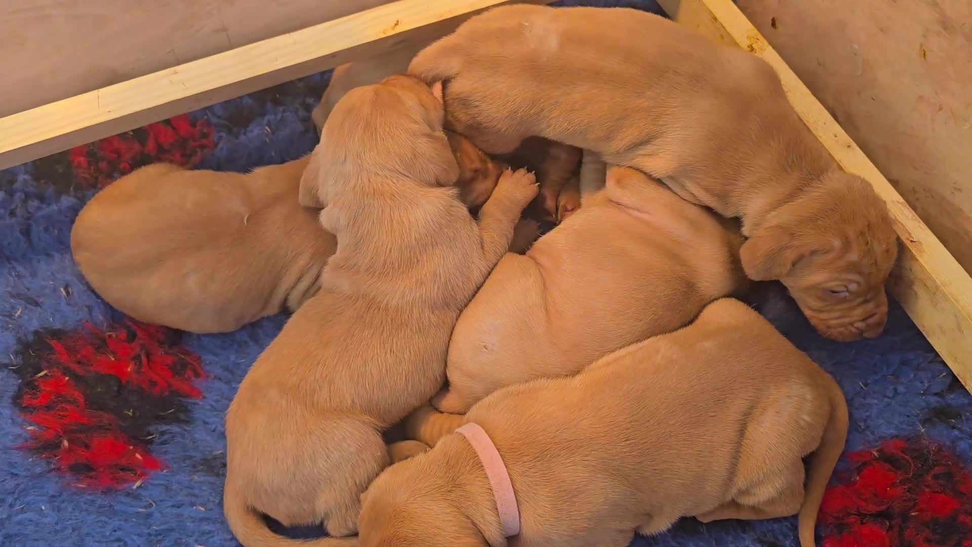 Hungarian Vizsla dogs for sale: KC registered from Fully Health tested parents - Video 1