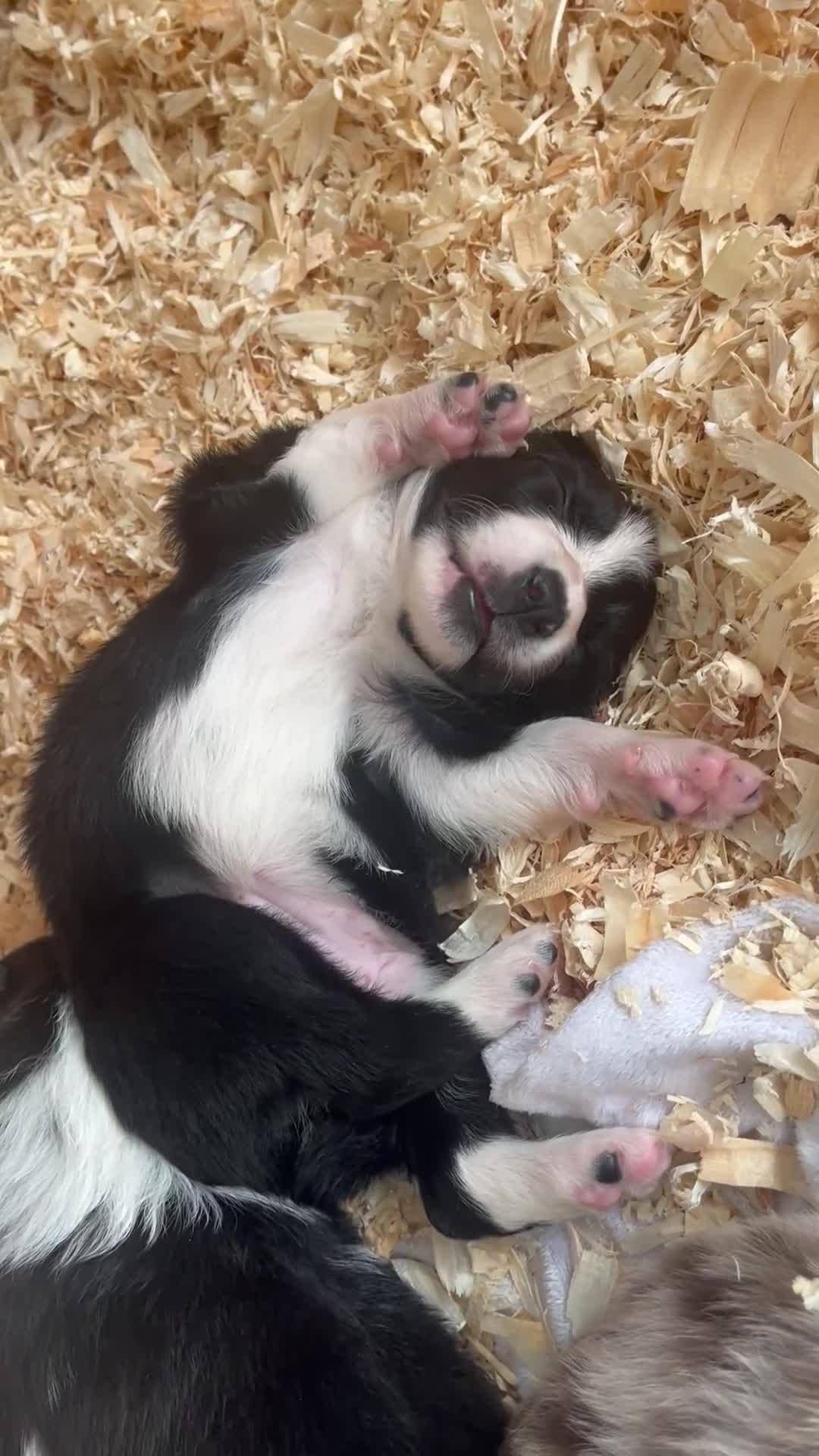 Border Collie dogs for sale: Border Collie pup- Merle, Black, Chocolate, Blonde - Video 3