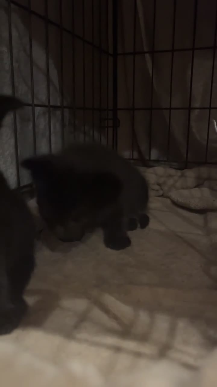 Mixed Breed cats for sale: 2 Sweet Black Kitties - Video 1