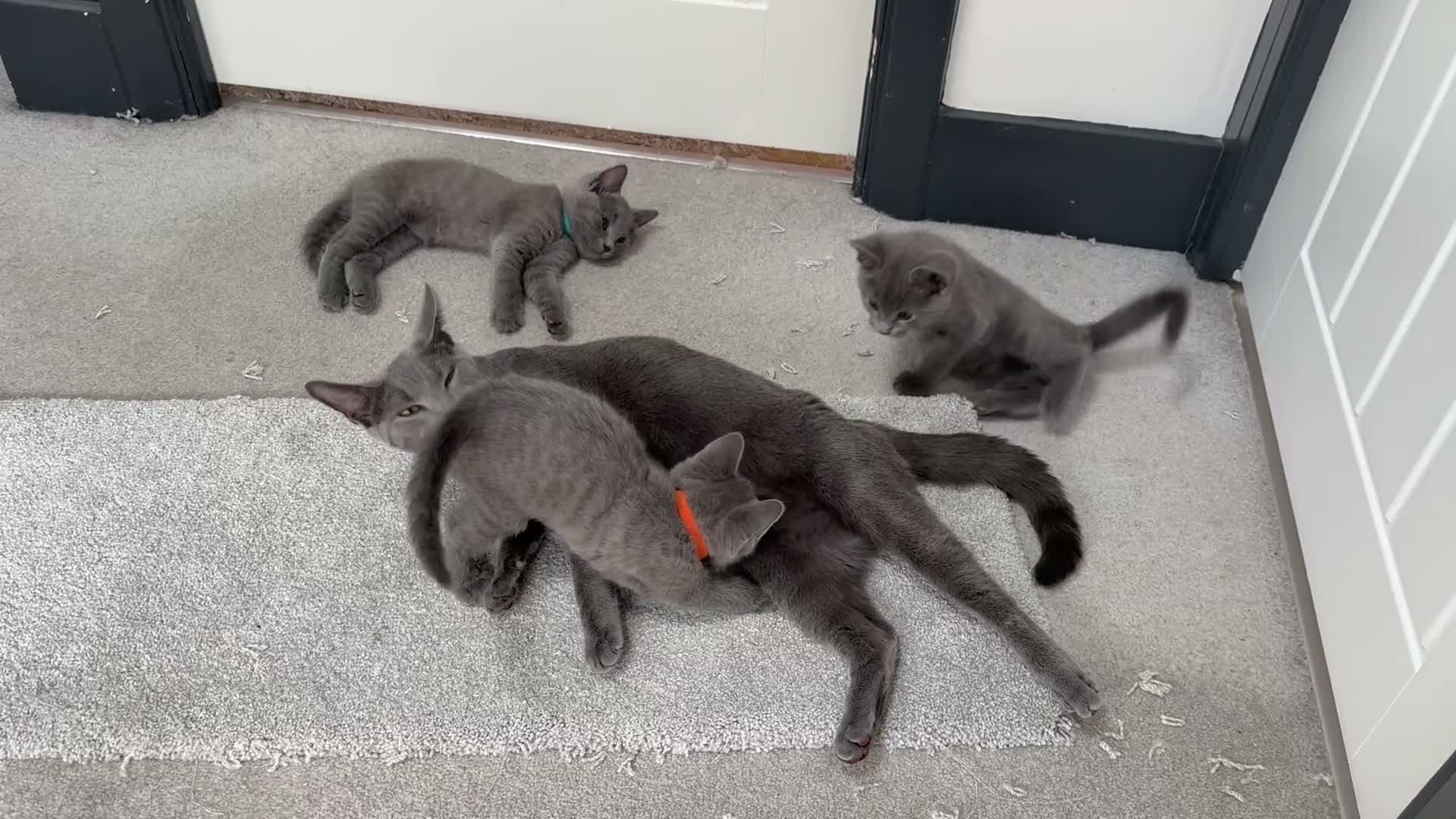 Russian Blue cats for sale: Beautiful Russian Blue Kittens - Video 1