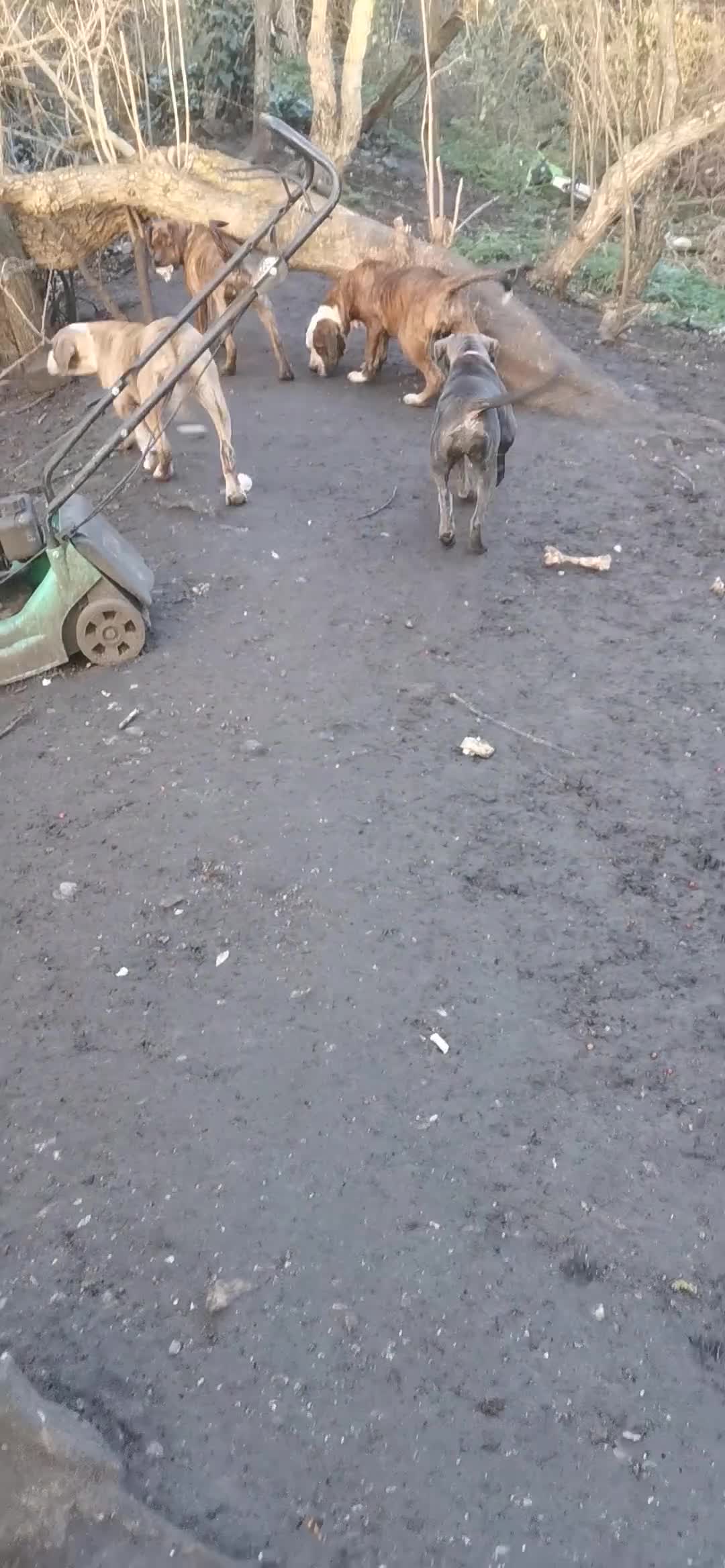 Mixed Breed dogs for sale: American bulldog mastiff cross puppies for sale - Video 2