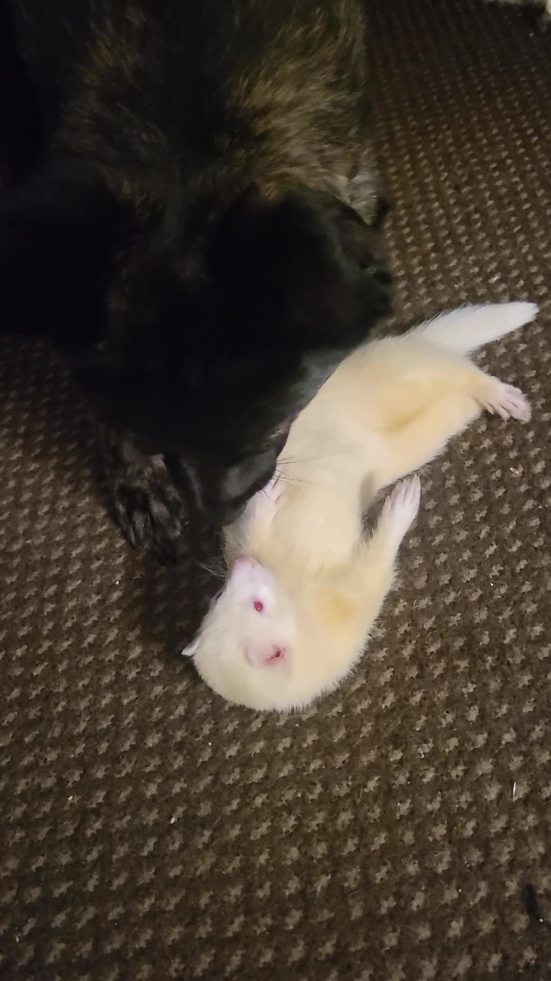 Ferret rodents for sale: 3 male ferrets - Video 1