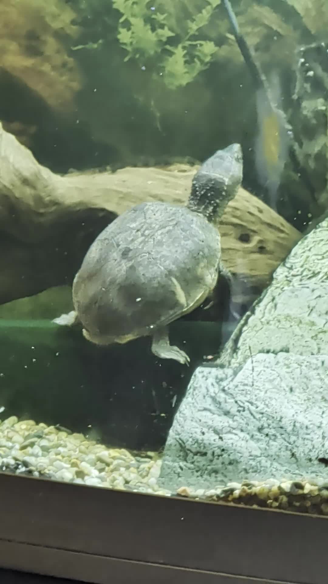 Turtle reptiles for sale: Common musk turtles and tank - Video 1