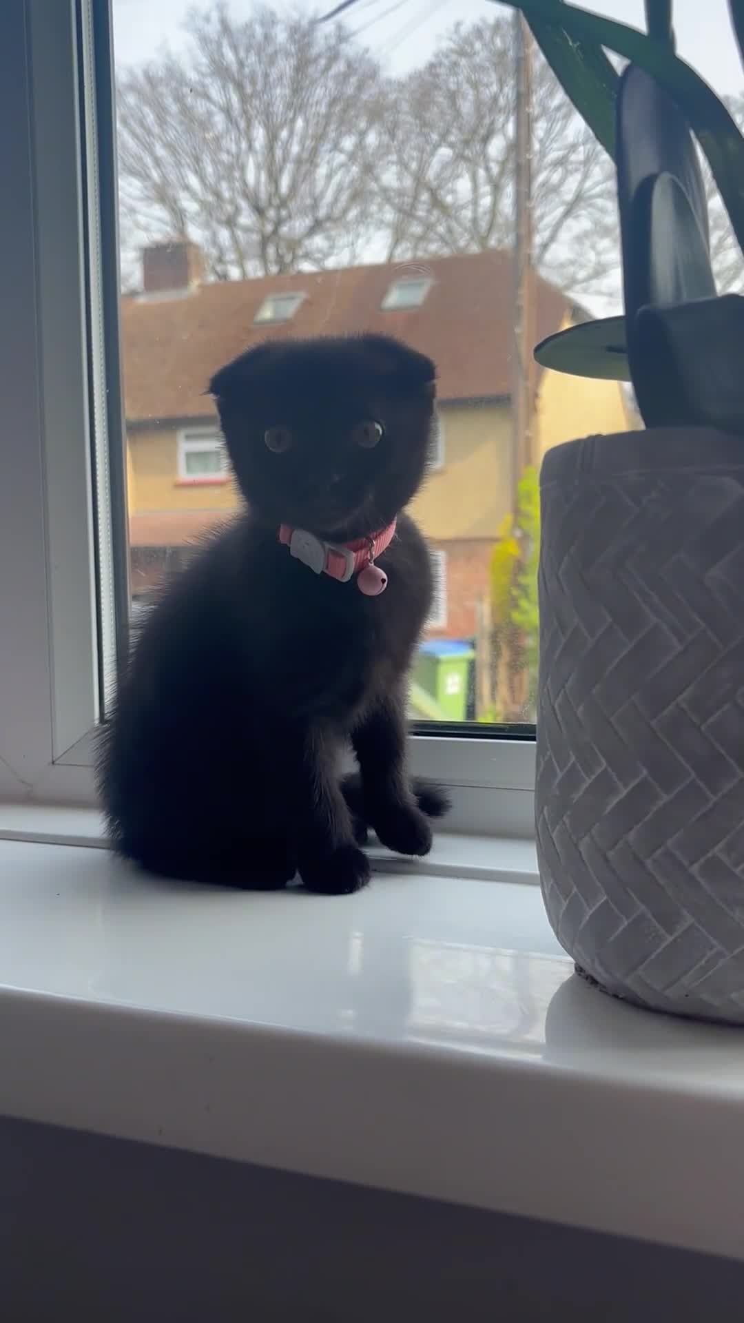 Scottish Fold cats for sale: Pure black scottish fold kitten 💕🐈‍⬛ - Video 1