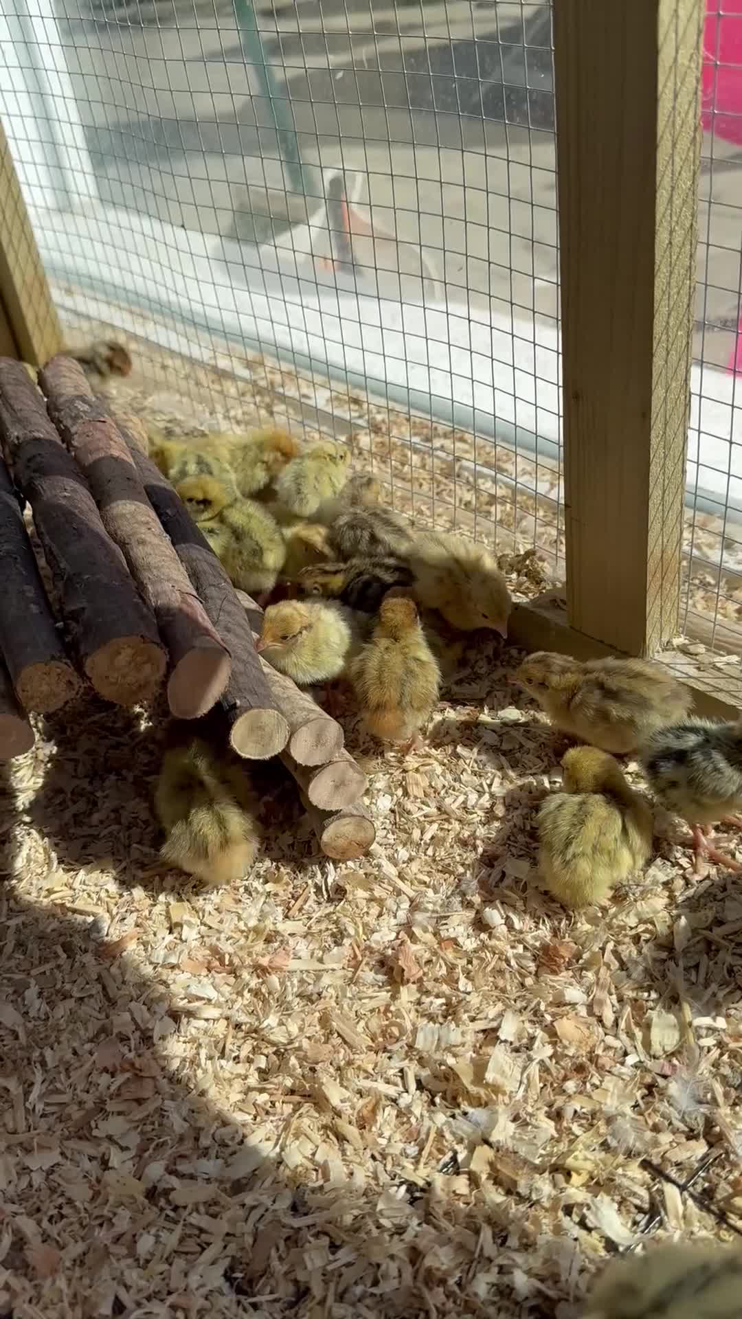Quail poultry for sale: 12 Celadon Quail Hatching Eggs – Blue Egg Gene - Video 1
