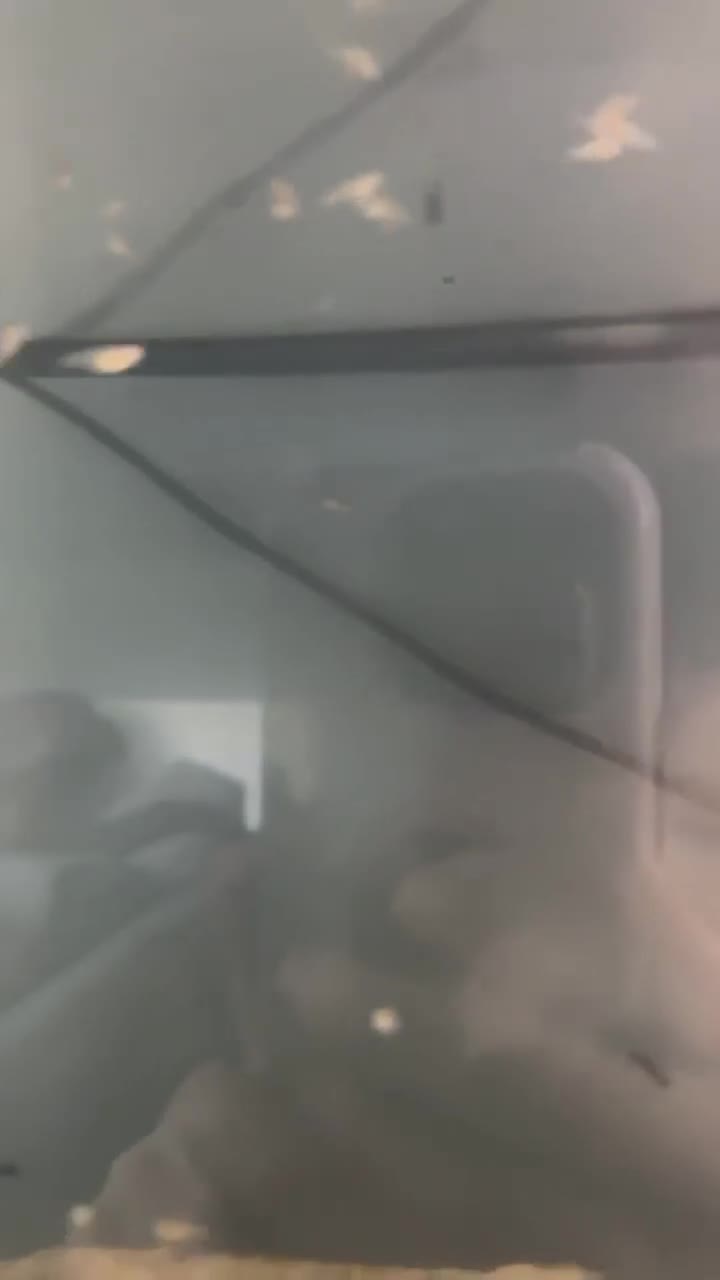 Mollies fish for sale: Mollies babies for sale  - Video 1