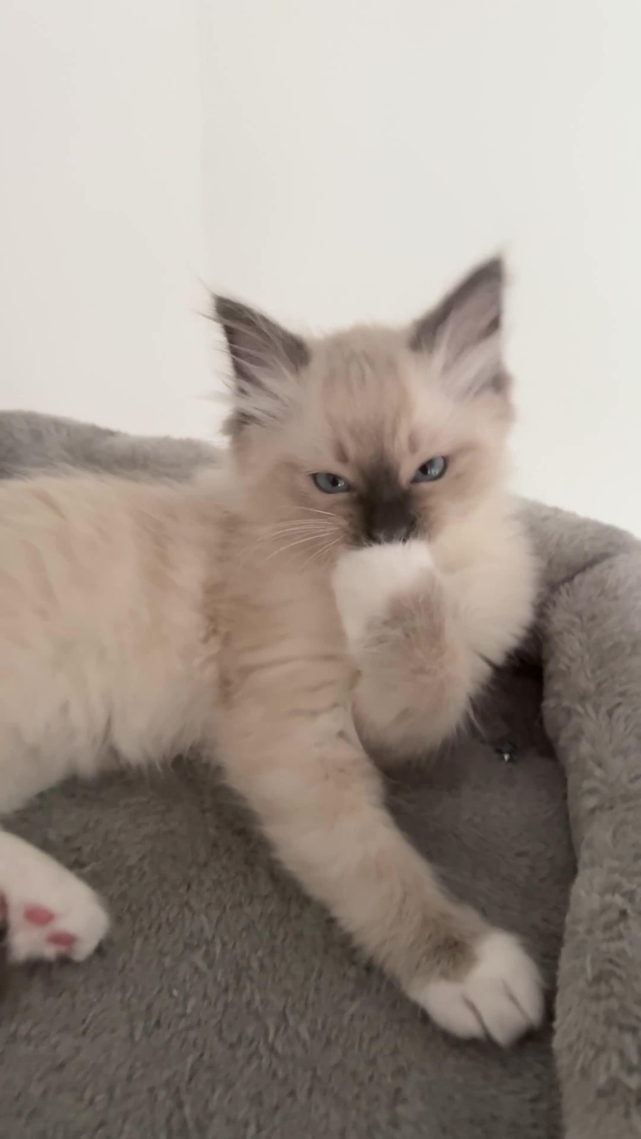 Ragdoll cats for sale: The most special gentle little boy  - Video 4